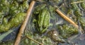Cute frog sitting on a dirty algae, which reflects on the meaning of life. Royalty Free Stock Photo